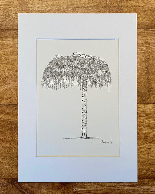 Hand drawn Weeping Birch Tree. A4